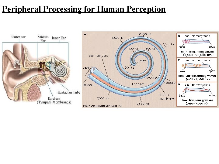 Peripheral Processing for Human Perception 