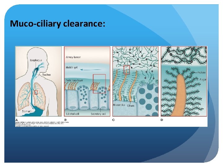 Muco-ciliary clearance: 