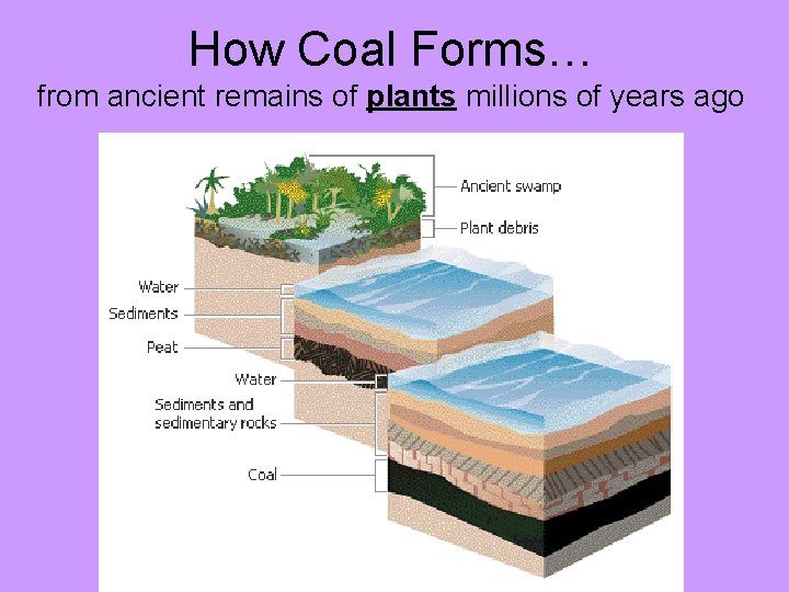 How Coal Forms… from ancient remains of plants millions of years ago 