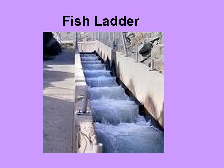 Fish Ladder 
