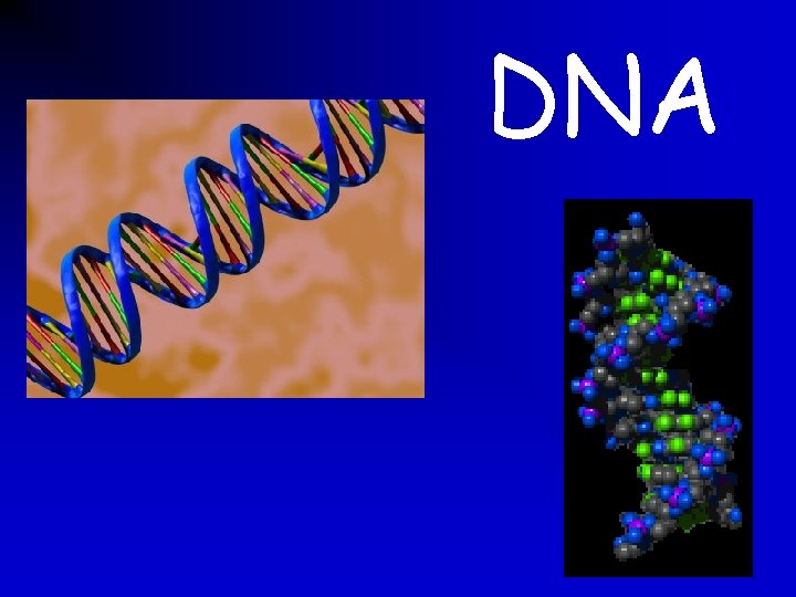 DNA 