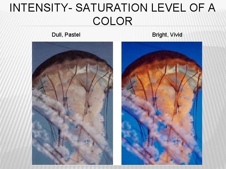 INTENSITY- SATURATION LEVEL OF A COLOR Dull, Pastel Bright, Vivid 