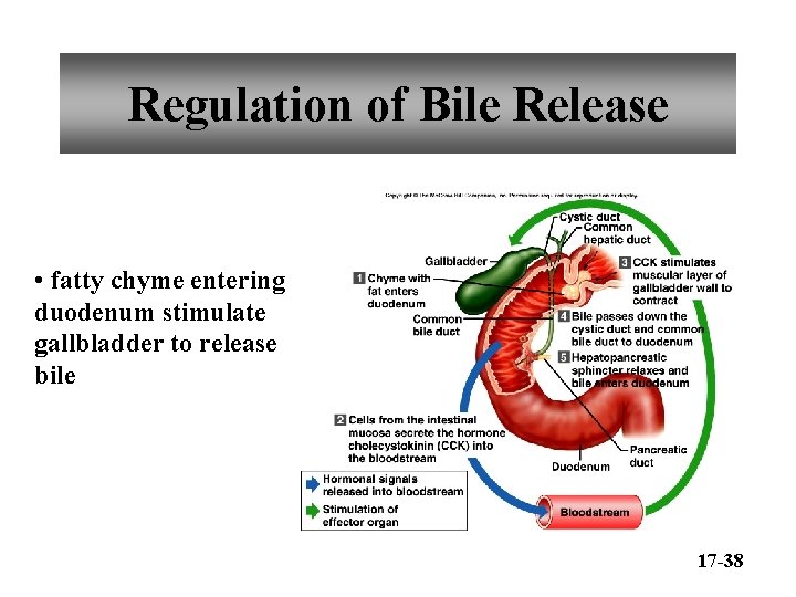 Regulation of Bile Release • fatty chyme entering duodenum stimulate gallbladder to release bile