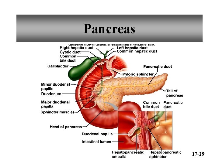 Pancreas 17 -29 