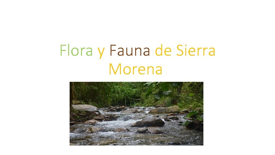 Flora y Fauna de Sierra Morena 