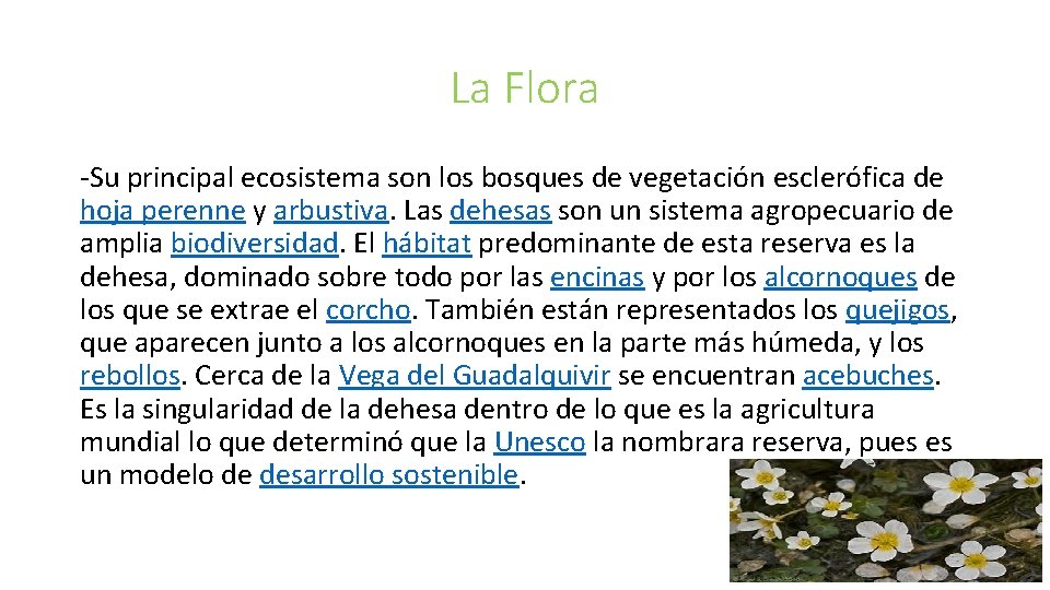 La Flora -Su principal ecosistema son los bosques de vegetación esclerófica de hoja perenne