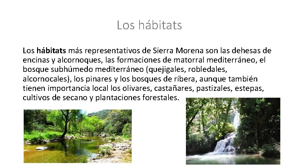 Los hábitats más representativos de Sierra Morena son las dehesas de encinas y alcornoques,