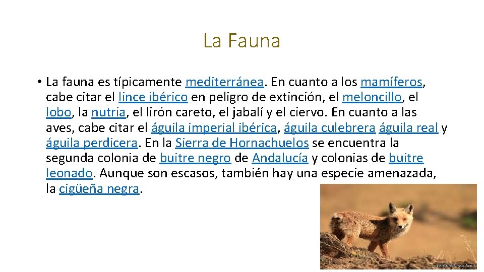 La Fauna • La fauna es típicamente mediterránea. En cuanto a los mamíferos, cabe