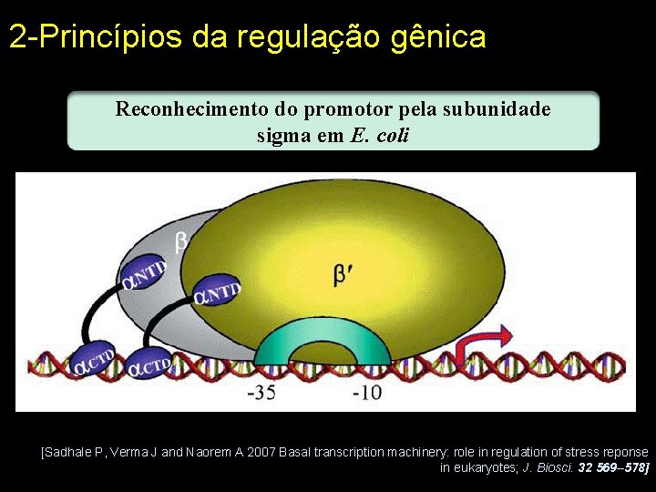 2 -Princípios da regulação gênica Reconhecimento do promotor pela subunidade sigma em E. coli