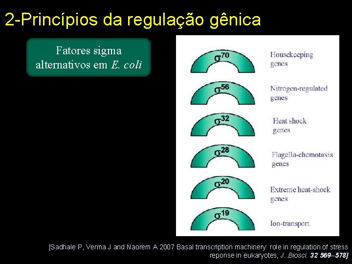 2 -Princípios da regulação gênica Fatores sigma alternativos em E. coli [Sadhale P, Verma
