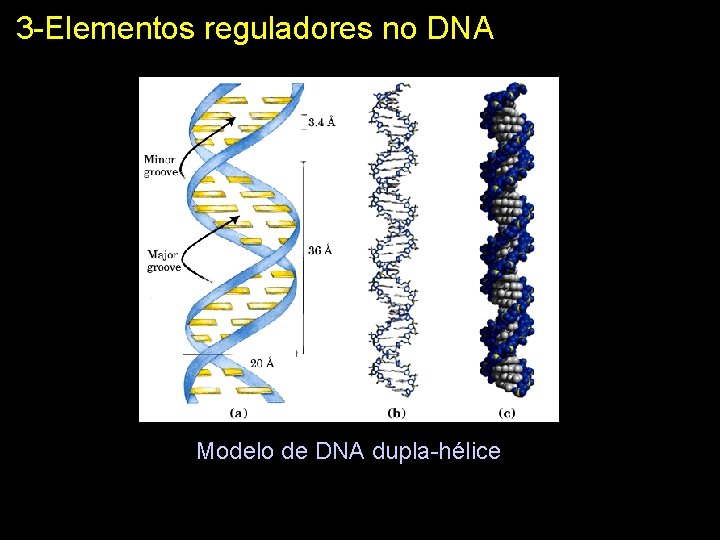 3 -Elementos reguladores no DNA Modelo de DNA dupla-hélice 