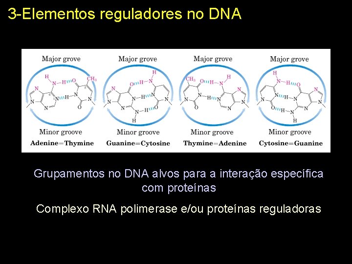 3 -Elementos reguladores no DNA Grupamentos no DNA alvos para a interação específica com