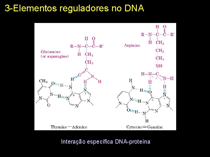 3 -Elementos reguladores no DNA Interação específica DNA-proteína 