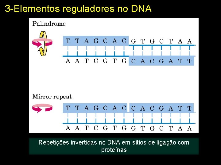 3 -Elementos reguladores no DNA Repetições invertidas no DNA em sítios de ligação com