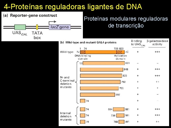 4 -Proteínas reguladoras ligantes de DNA Proteínas modulares reguladoras de transcrição 
