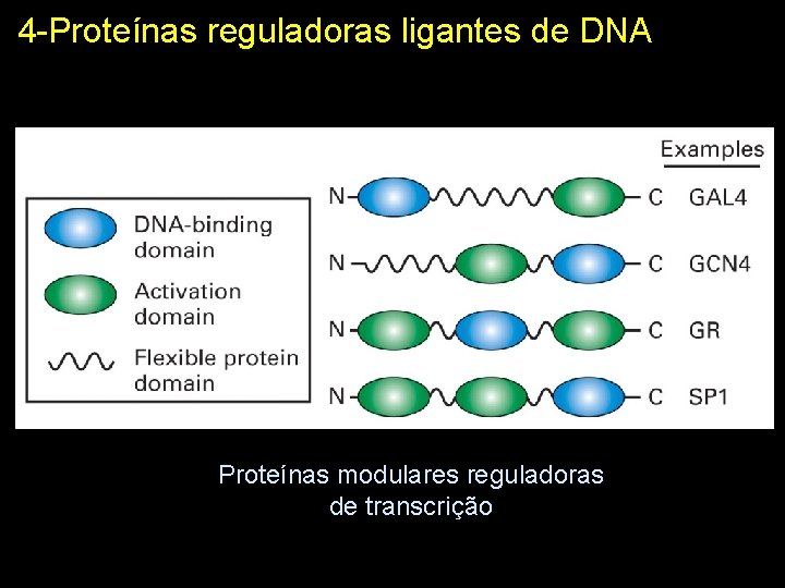 4 -Proteínas reguladoras ligantes de DNA Proteínas modulares reguladoras de transcrição 