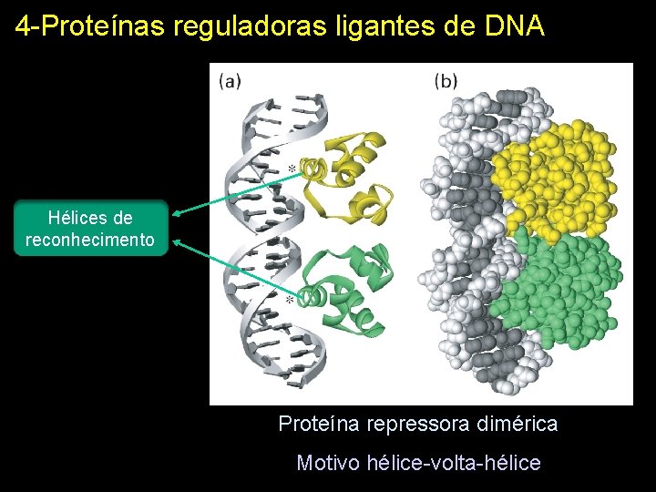 4 -Proteínas reguladoras ligantes de DNA Hélices de reconhecimento Proteína repressora dimérica Motivo hélice-volta-hélice