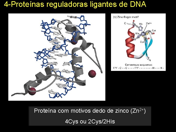 4 -Proteínas reguladoras ligantes de DNA Proteína com motivos dedo de zinco (Zn 2+)