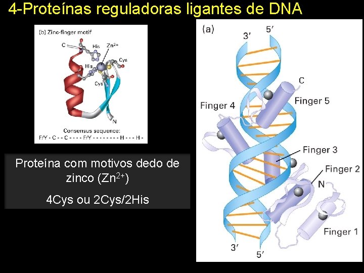 4 -Proteínas reguladoras ligantes de DNA Proteína com motivos dedo de zinco (Zn 2+)