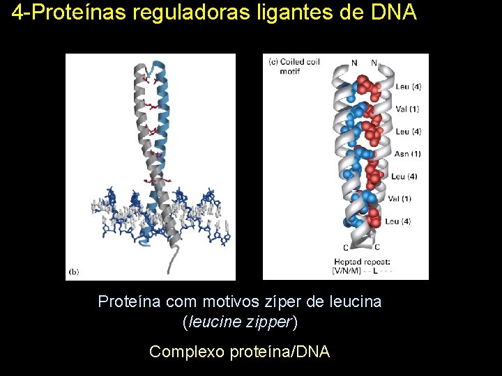 4 -Proteínas reguladoras ligantes de DNA Proteína com motivos zíper de leucina (leucine zipper)