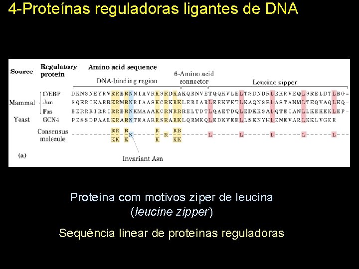 4 -Proteínas reguladoras ligantes de DNA Proteína com motivos zíper de leucina (leucine zipper)