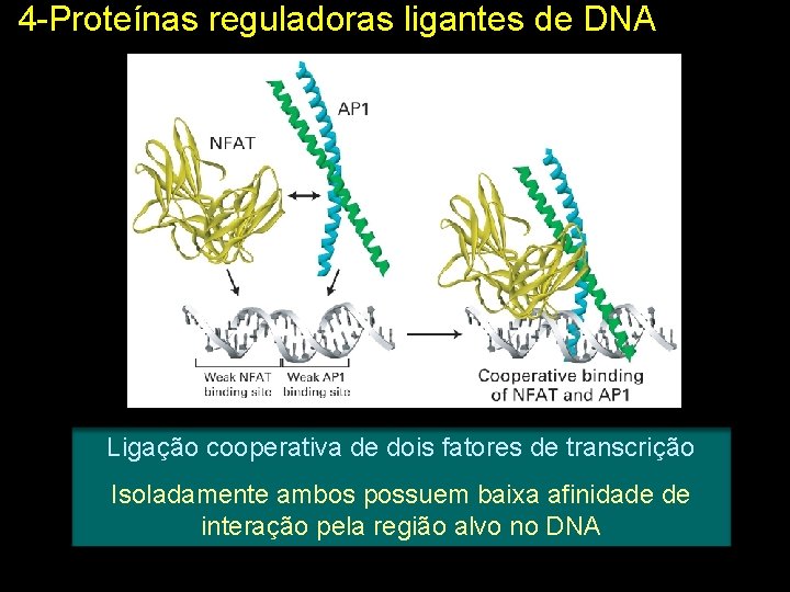 4 -Proteínas reguladoras ligantes de DNA Ligação cooperativa de dois fatores de transcrição Isoladamente