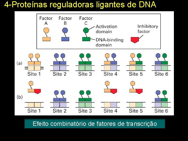 4 -Proteínas reguladoras ligantes de DNA Efeito combinatório de fatores de transcrição 