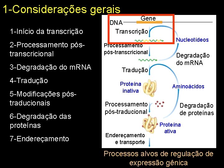 1 -Considerações gerais 1 -Início da transcrição 2 -Processamento póstranscricional 3 -Degradação do m.