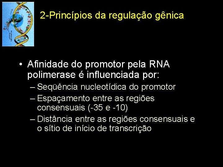 2 -Princípios da regulação gênica • Afinidade do promotor pela RNA polimerase é influenciada