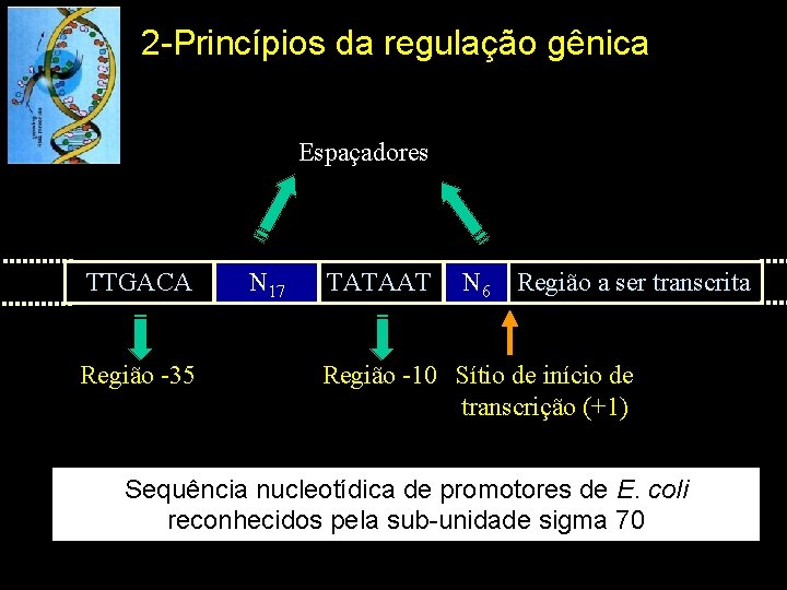 2 -Princípios da regulação gênica Espaçadores TTGACA Região -35 N 17 TATAAT N 6