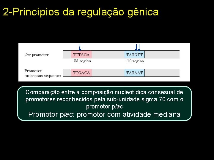 2 -Princípios da regulação gênica Comparação entre a composição nucleotídica consesual de promotores reconhecidos