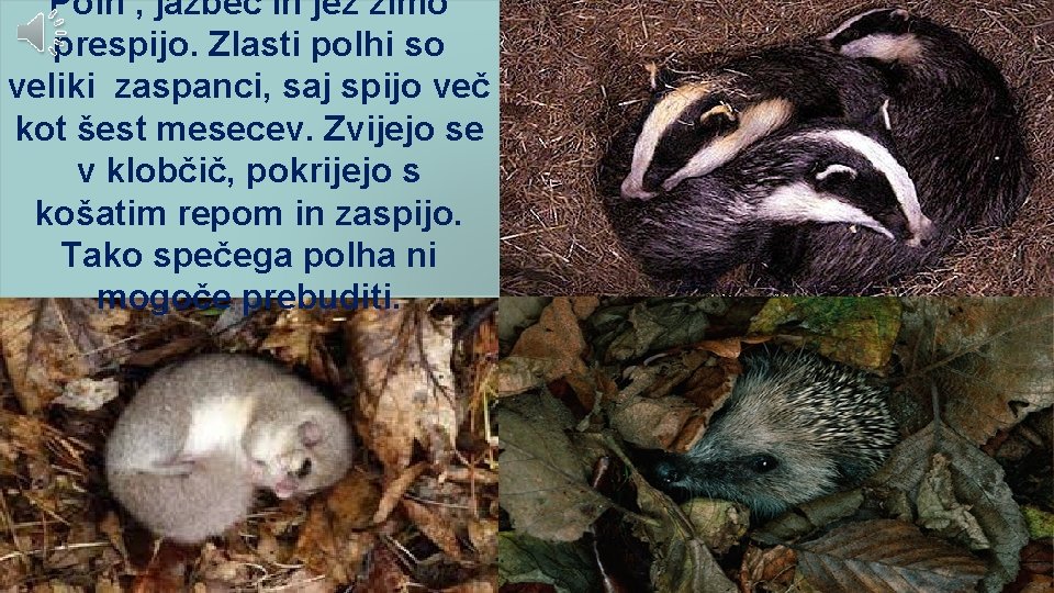 Polh , jazbec in jež zimo prespijo. Zlasti polhi so veliki zaspanci, saj spijo