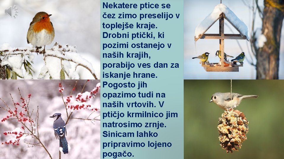 Nekatere ptice se čez zimo preselijo v toplejše kraje. Drobni ptički, ki pozimi ostanejo