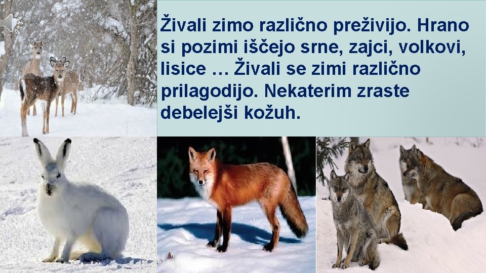 Živali zimo različno preživijo. Hrano si pozimi iščejo srne, zajci, volkovi, lisice … Živali