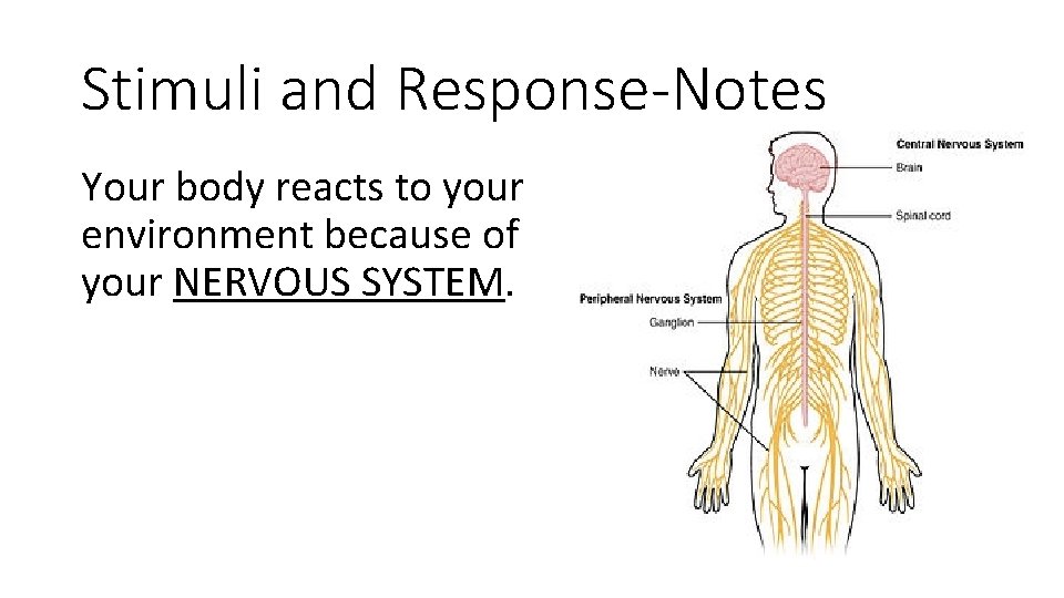 Stimuli and Response-Notes Your body reacts to your environment because of your NERVOUS SYSTEM.