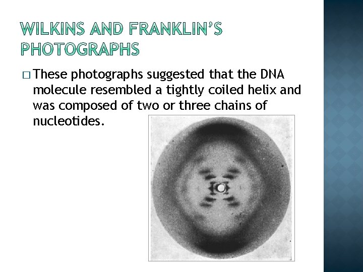 � These photographs suggested that the DNA molecule resembled a tightly coiled helix and � These photographs suggested that the DNA molecule resembled a tightly coiled helix and
