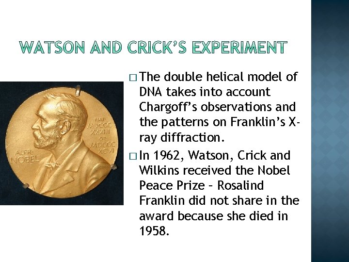 � The double helical model of DNA takes into account Chargoff’s observations and the � The double helical model of DNA takes into account Chargoff’s observations and the