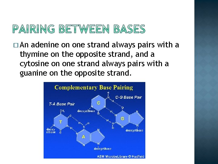 � An adenine on one strand always pairs with a thymine on the opposite � An adenine on one strand always pairs with a thymine on the opposite