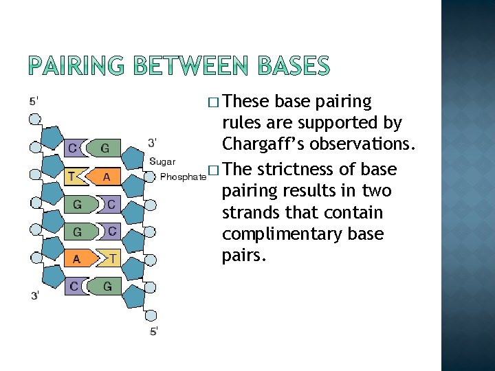 � These base pairing rules are supported by Chargaff’s observations. � The strictness of � These base pairing rules are supported by Chargaff’s observations. � The strictness of
