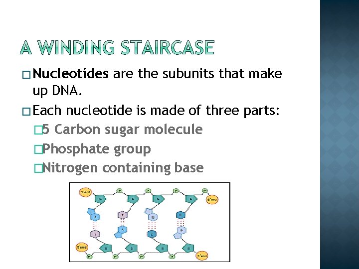 � Nucleotides are the subunits that make up DNA. � Each nucleotide is made � Nucleotides are the subunits that make up DNA. � Each nucleotide is made