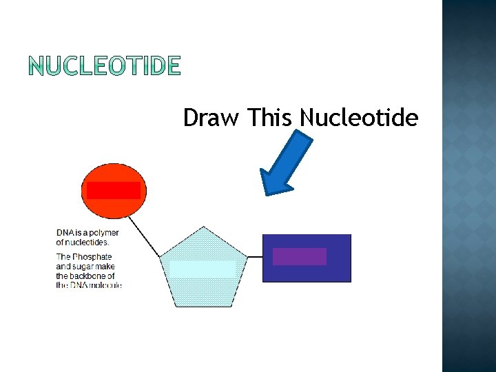 Draw This Nucleotide Draw This Nucleotide