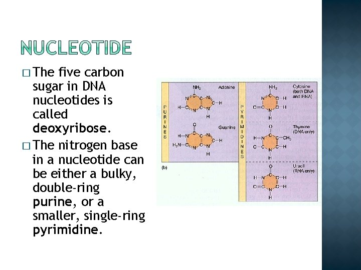 � The five carbon sugar in DNA nucleotides is called deoxyribose. � The nitrogen � The five carbon sugar in DNA nucleotides is called deoxyribose. � The nitrogen