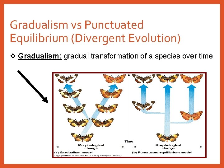 Gradualism vs Punctuated Equilibrium (Divergent Evolution) v Gradualism: gradual transformation of a species over