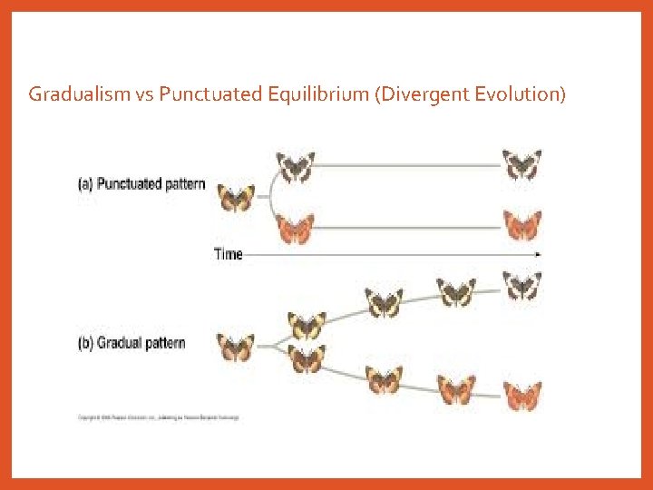 Gradualism vs Punctuated Equilibrium (Divergent Evolution) 