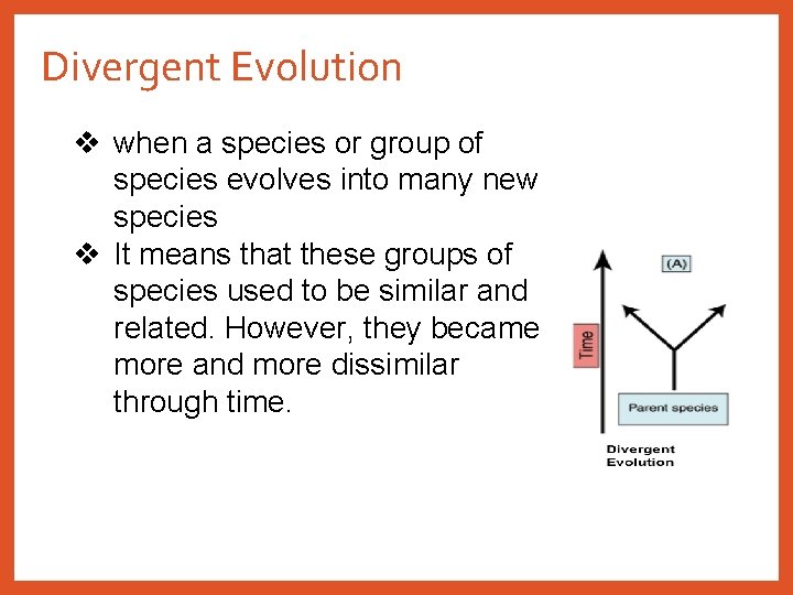 Divergent Evolution v when a species or group of species evolves into many new