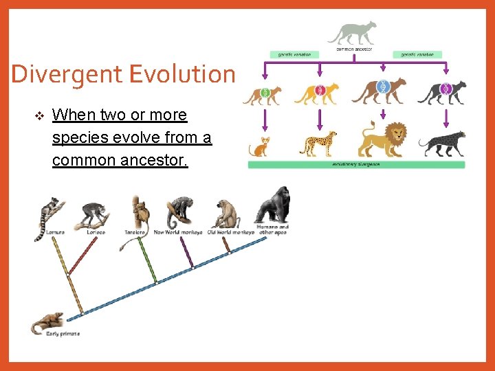 Divergent Evolution v When two or more species evolve from a common ancestor. 