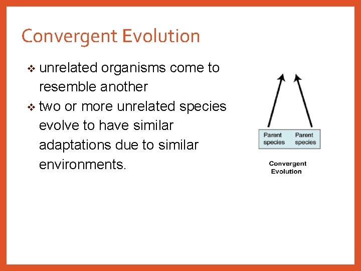 Convergent Evolution v unrelated organisms come to resemble another v two or more unrelated