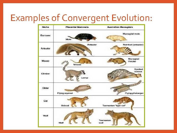 Examples of Convergent Evolution: 