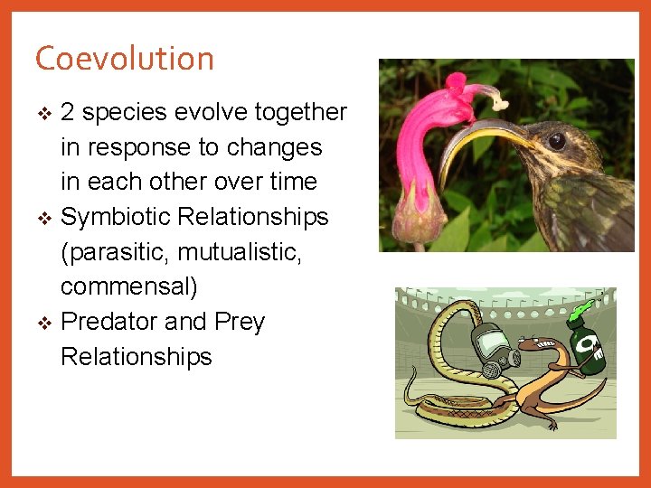 Coevolution 2 species evolve together in response to changes in each other over time