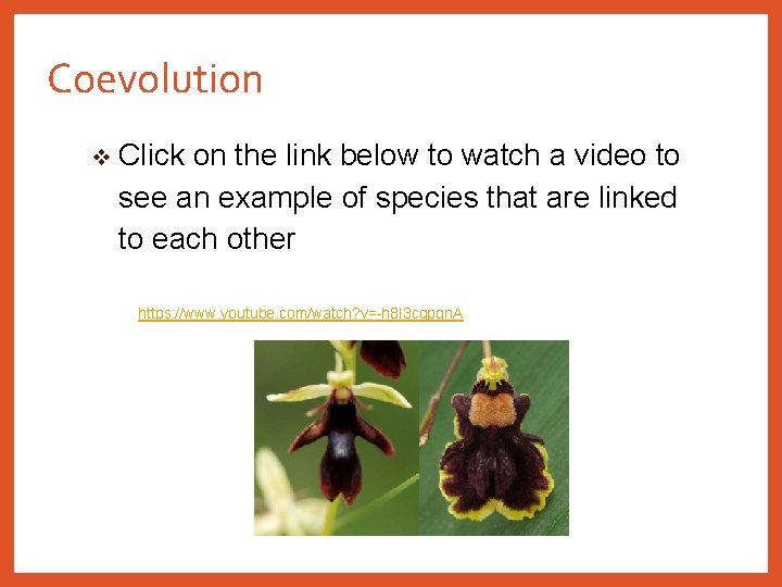 Coevolution v Click on the link below to watch a video to see an